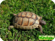 Testudo marginata (Окаймленная зубчатая) 