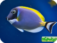 Acanthurus sp. 