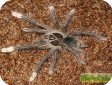 Theraphosa apophysis
