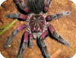 Pamphobeteus platyomma
