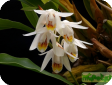 Coelogyne