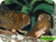 Cebuella pygmaea, Callithrix pygmaea (Карликовые игрунки)
