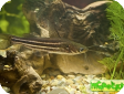 Mystus vittatus