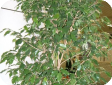 Ficus
