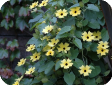 Thunbergia Retz.