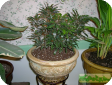 Dizygotheca N. E. Br.