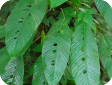 Rhaphidophora