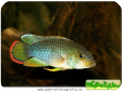 Apistogramma nijsseni
