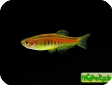 Danio choprae