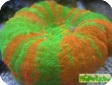 Scolymia sp. 