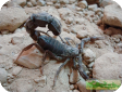 Androctonus crassicauda  