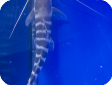 Brachyplatystoma tigrinum (Merodontotus tigrinus) 