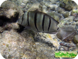 Acanthurus triostegus 