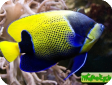 Pomacanthus (Euxiphipops) navarchus 