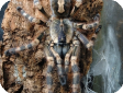 Poecilotheria formosa  