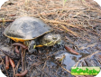 Deirochelys reticularia