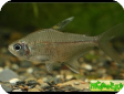 Hyphessobrycon sp.