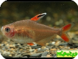 Hyphessobrycon sp. "white fin"