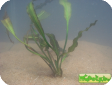 Aponogeton crispus