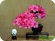 Azalea (Rhododendron)