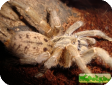 Pterinochilus lugardi