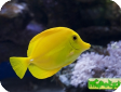 Zebrasoma flavescens 
