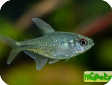 Moenkhausia pittieri