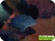 Steatocranus casuarius