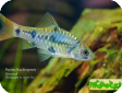 Puntius kuchingensis