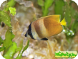 Chaetodon kleinii 