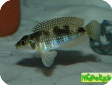 Lamprologus meleagris