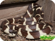 Lampropeltis getula californiae  
