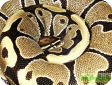 Python regius