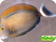 Acanthurus bariene 