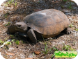 Gopherus polyphemus 