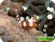 Thor amboinensis 