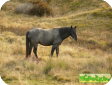 Брамби (Brumby)