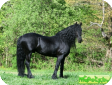 Фризская (Friesian Horse) 