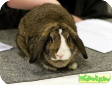 Кролик Баран, Вислоухий кролик (Lop-eared rabbit)