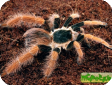 Megaphobema robustum