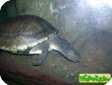 Dermatemys mawii 