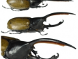 Dynastes hercules occidentalis 