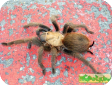 Aphonopelma anax 