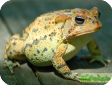 Bufo terrestris