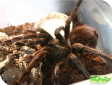 Pamphobeteus nigricolor  
