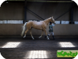 Венгерская теплокровная (The Hungarian Warmblood)
