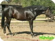 Немецкая рысистая (German trotting) 