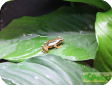 Hyperolius puncticulatus  