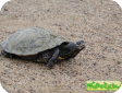 Graptemys ouachitensis