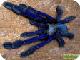 Cyriopagopus sp. Blue